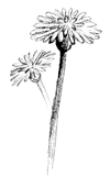 Gänseblümchen