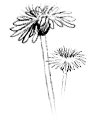 Gänseblümchen