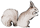 Eichhörnchen